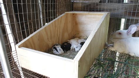 bunny nesting boxes